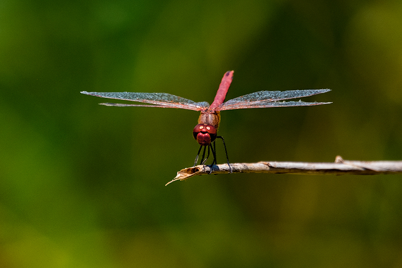 Sagnador escarlata. Crocothemis erythraea