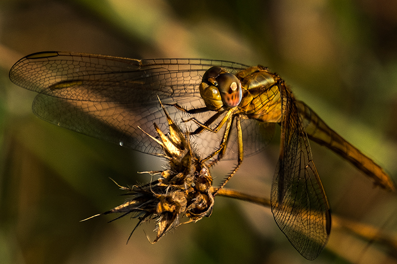 Sagnador escarlata. Crocothemis erythraea. Inmadur