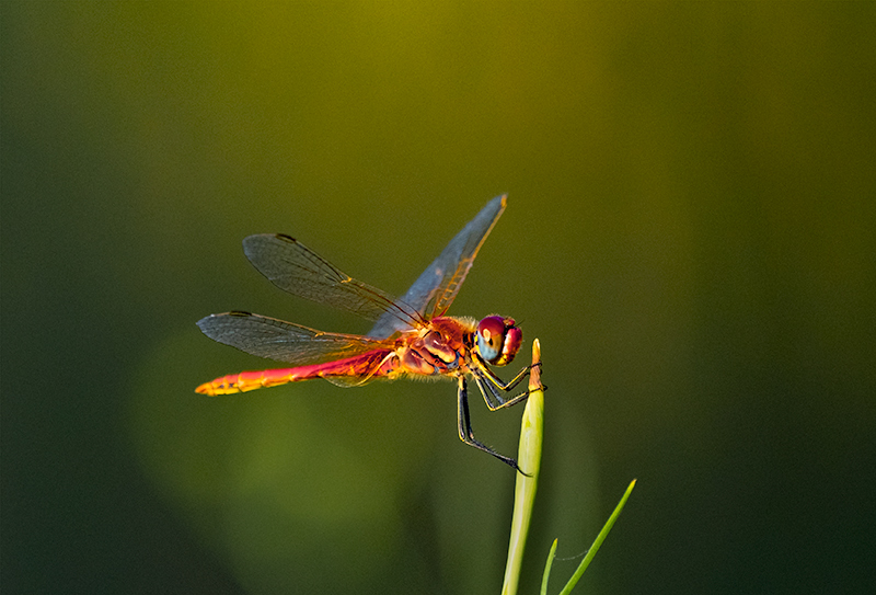 Sagnador escarlata. Crocothemis erythraea