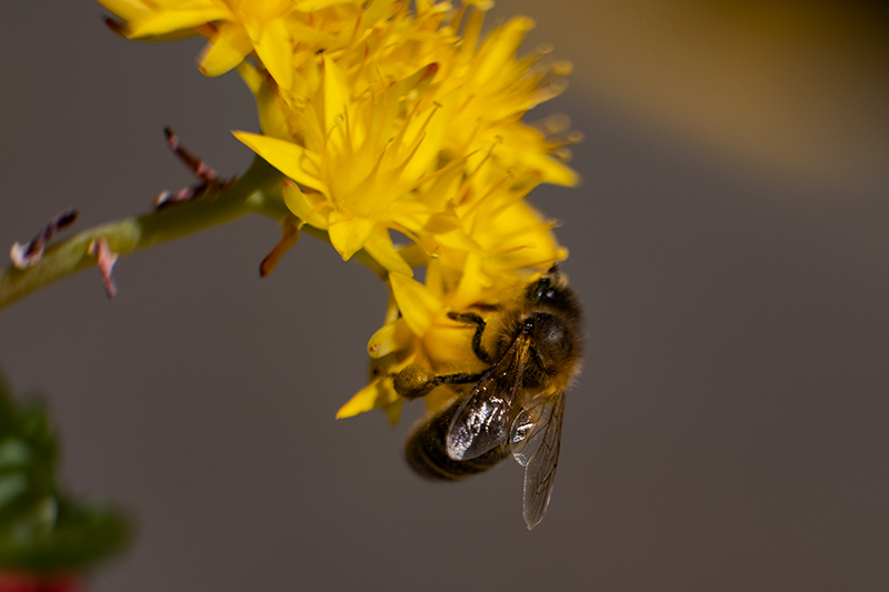 L'insecte i la flor