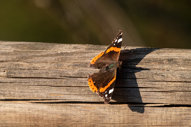 Atalanta (Vanessa atalanta)