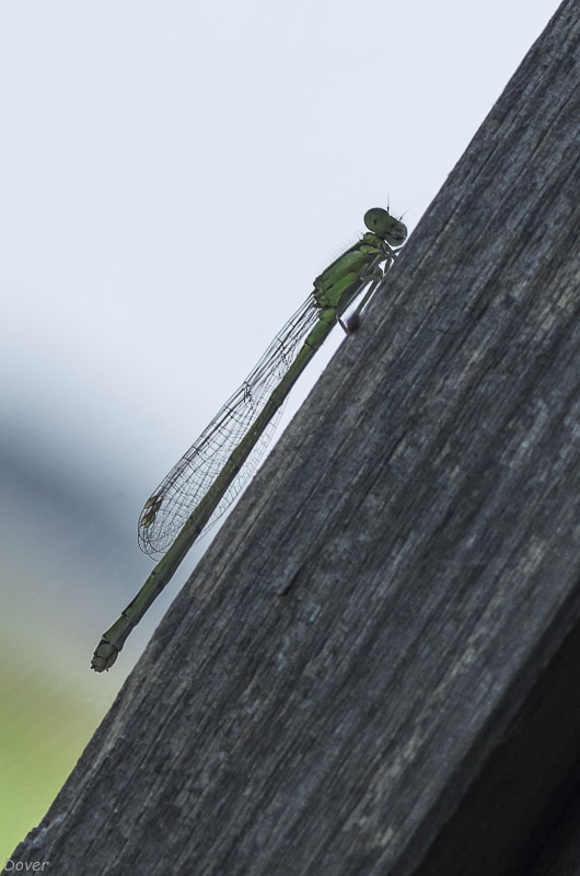 Libèl-lula femella (Lestes sponsa)