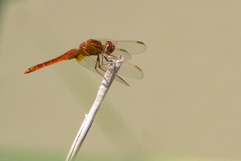 Libèl-lula mascle (Sympetrum fonscolombii)