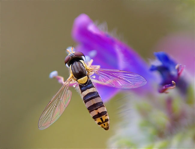 Sphaerophoria scripta