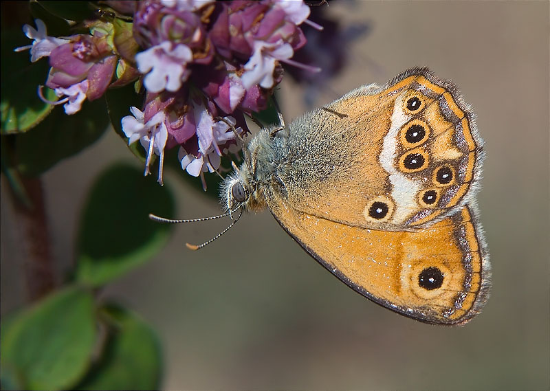 Coenonympha dorus