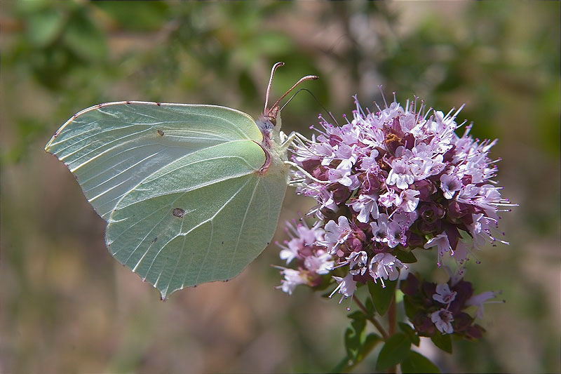 Femella de Llimonera (Gonepteyix rhamni)