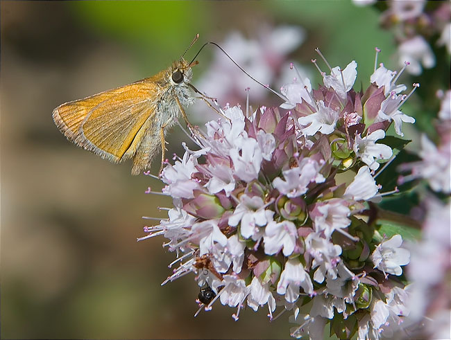 Thymelicus sylvestris