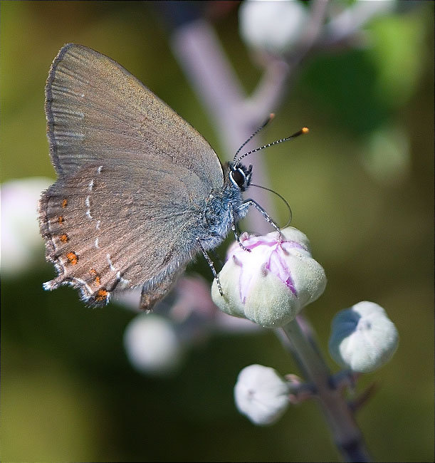 Satyrium esculi