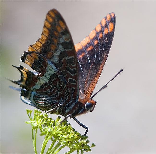 Papallona de l'arboç (Charaxes jasius)