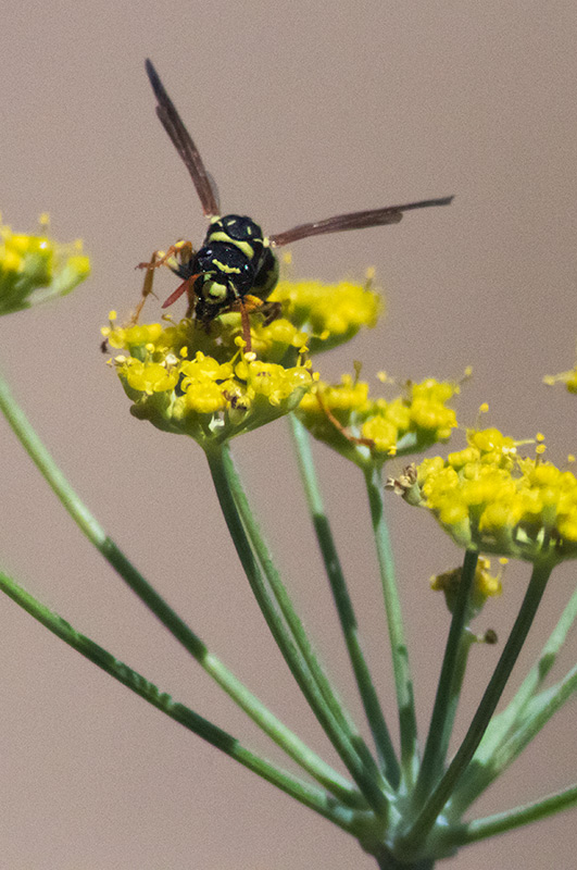 Vespa paperera (Polister dominulus) ??????