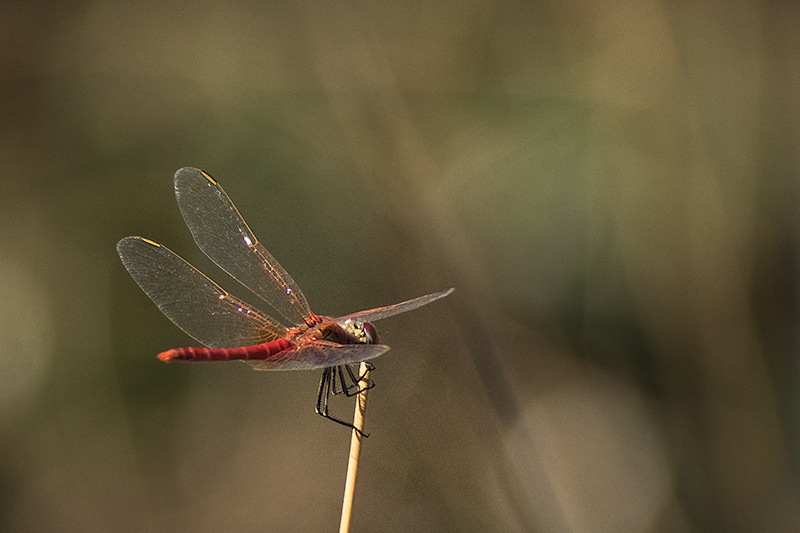 Libèl·lula(Sympetrum fonscolombii )