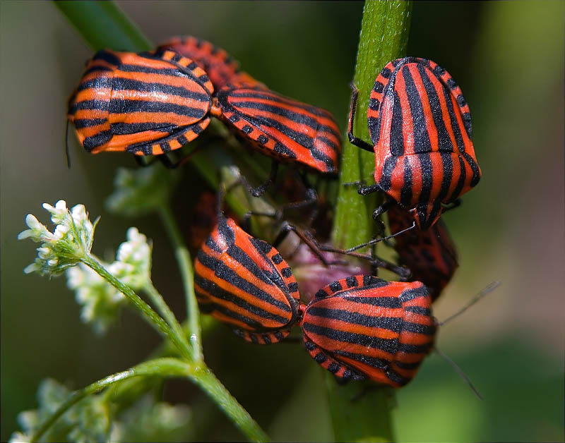 Xinxa ratllada (Graphosoma lineatum italicum)