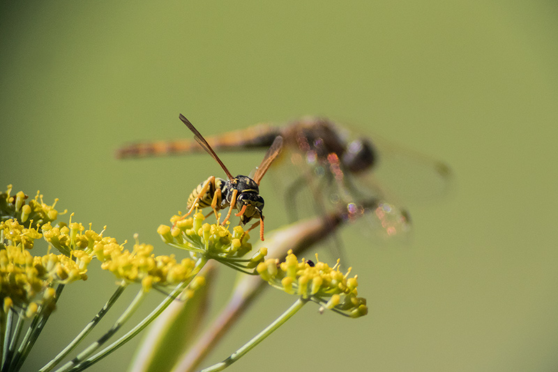 Vespa paperera (Polister dominulus)