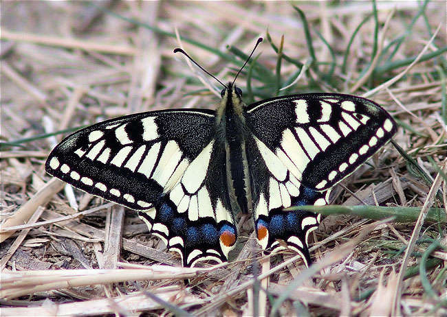 Papilio machaon