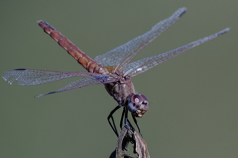 Libèl·lula(Sympetrum fonscolombii )