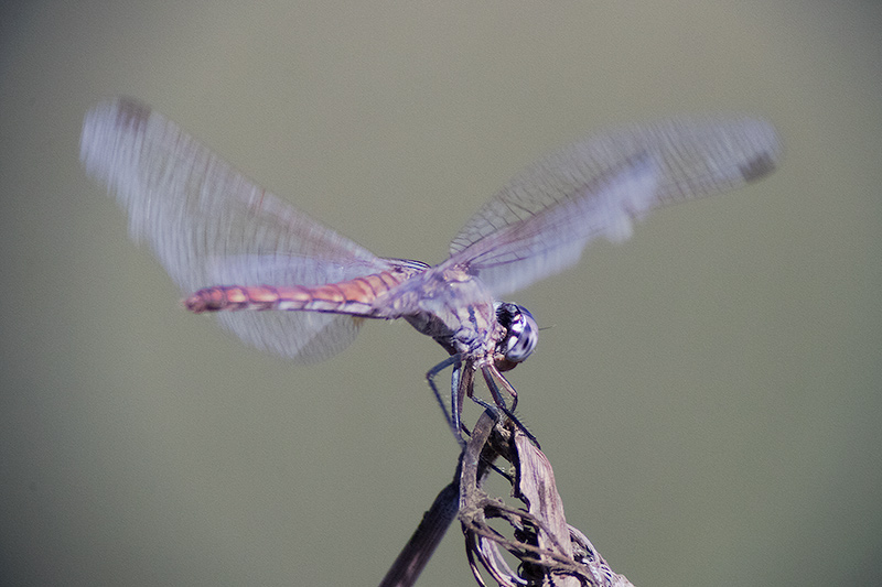 Libèlu-la (Sympetrum fonscolombii )