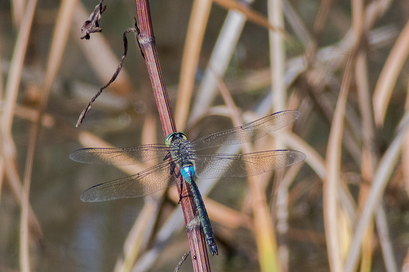 Libèl·lula (Sympetrum)