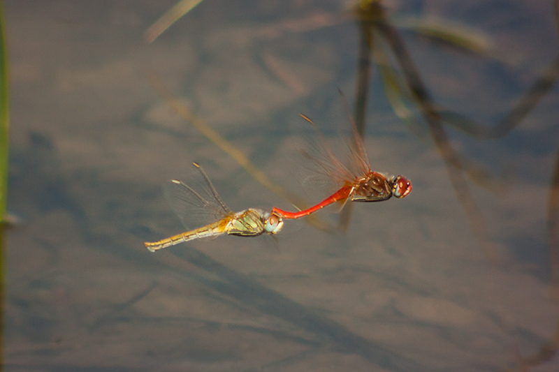 Libèlu-la  (Sympetrum fonscolombii  ) ??