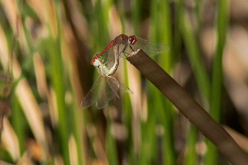 Libèl·lules (Sympetrum)