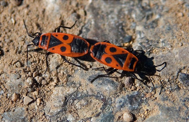 Còpula de Pyrrhocoris apterus