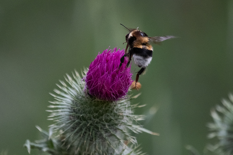 Borinot comú (Bombus terrestris)