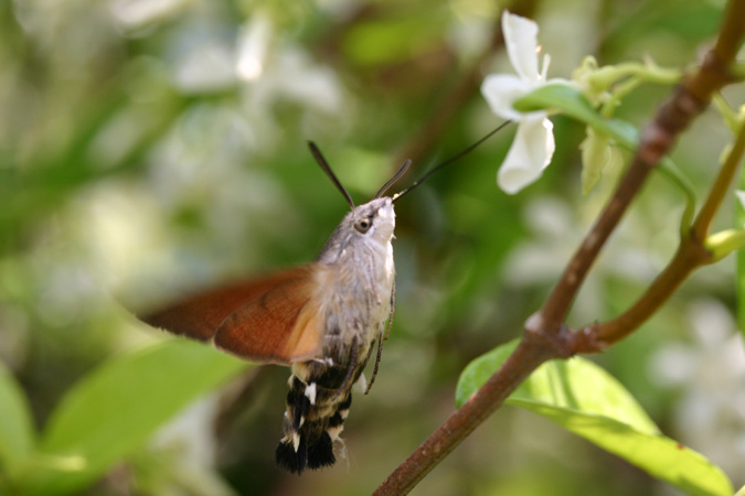 Esfinge de colibrí (Macroglossum Stellatarum)