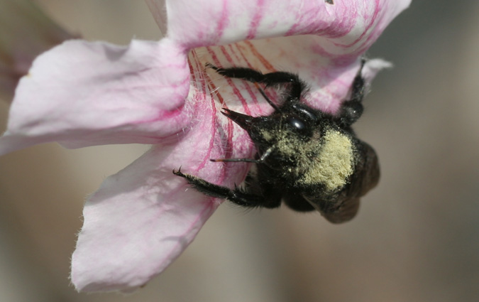 Abeja azul de la maderqa (Xylocopa violacea)