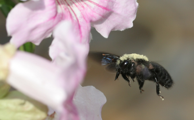 Abeja azul de la madera (Xylocopa violacea)