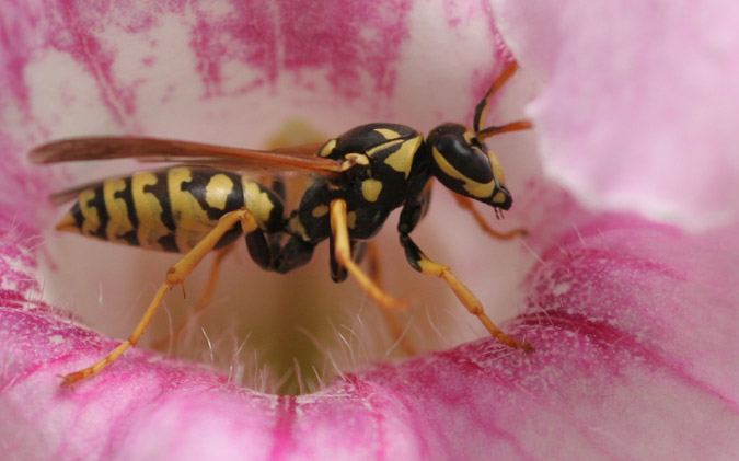 Avispa (polistes ninpha)