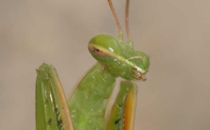 mantis religiosa