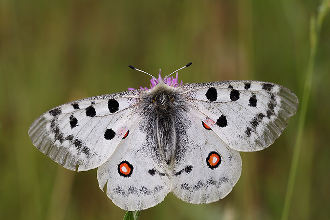 Mariposas en Libertad