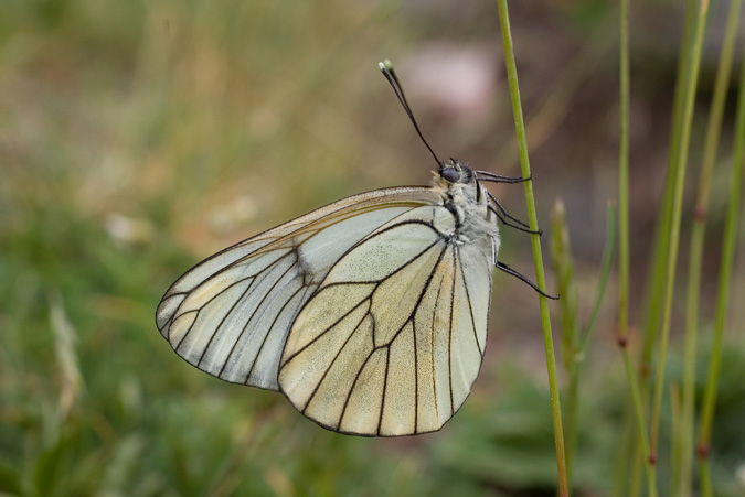 Aporia crataegui