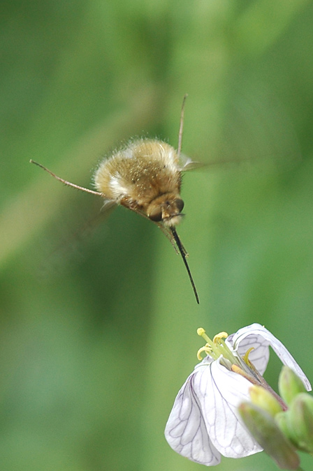 bombylius major 2/2