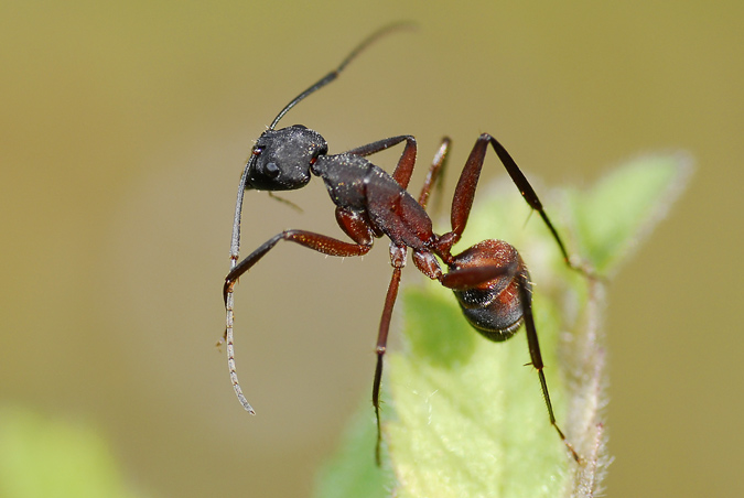 Camponotus cruentatus