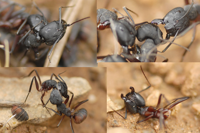 batalla campal de camponotus cruentatus 1/3