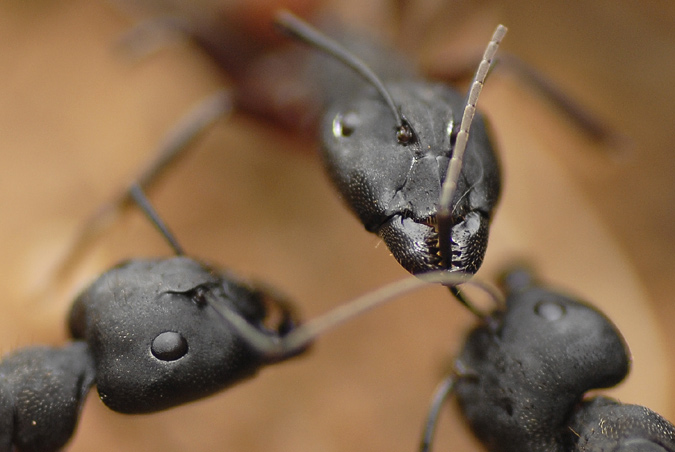 batalla campal de camponotus cruentatus 3/3