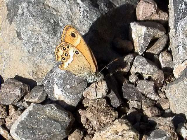 Coenonympha dorus