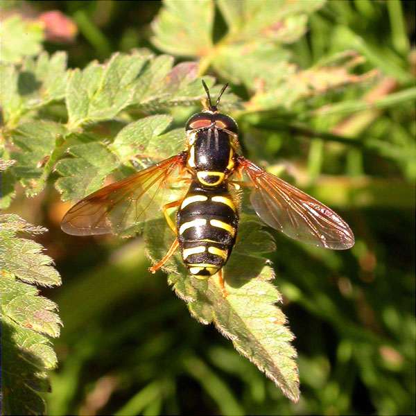 Chrysotoxum intermedium