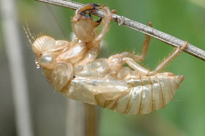 exuvia de cigarra