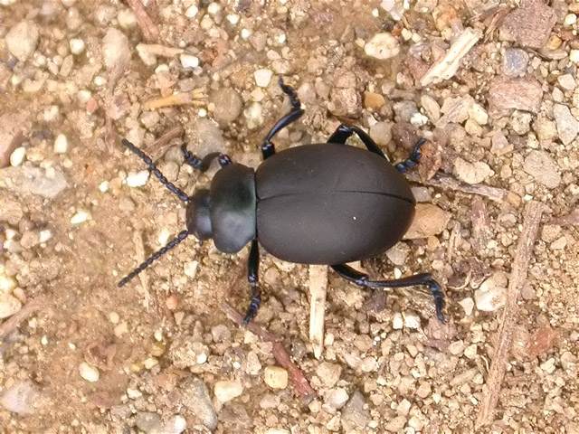 Timarcha tenebricosa