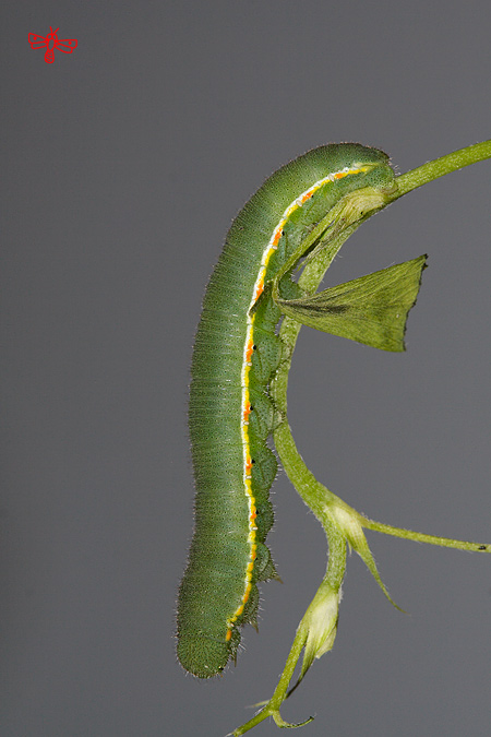 Colias crocea: l'eruga