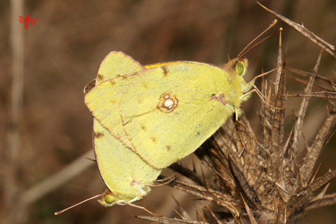 Colias crocea: l'apareament