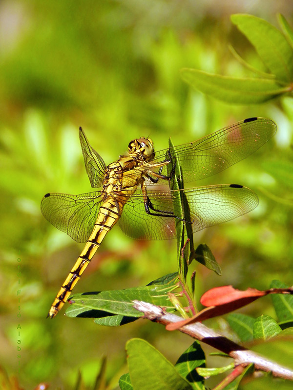 Orthetrum cancellatum