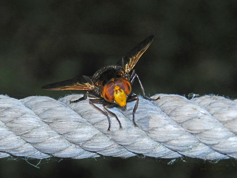 Volucella