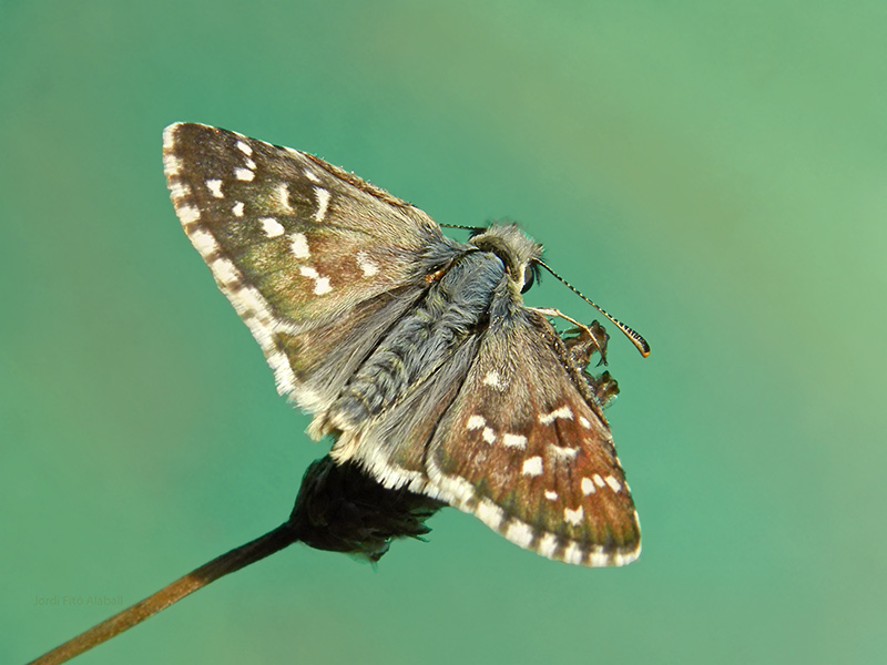 Ajedrezada yunque. Pyrgus armoricanus