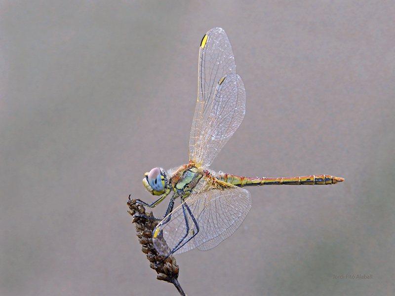 Sympetrum fonscolombii