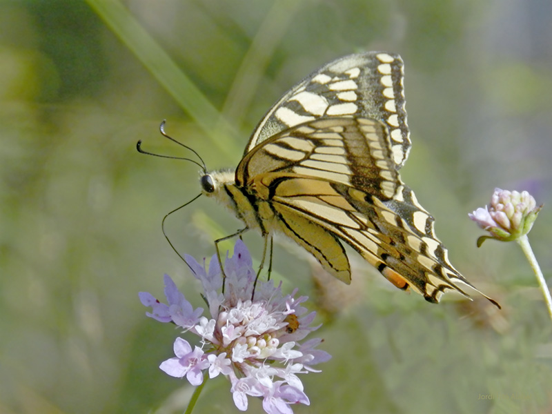 Papilio machaon.