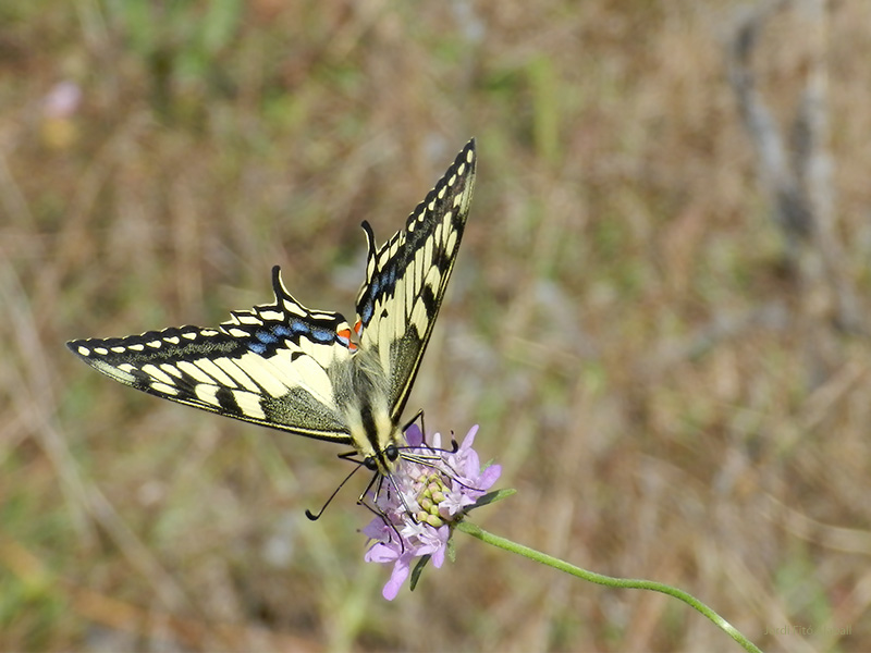 Papilio machaon.