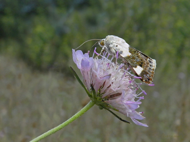 Acontia lucida