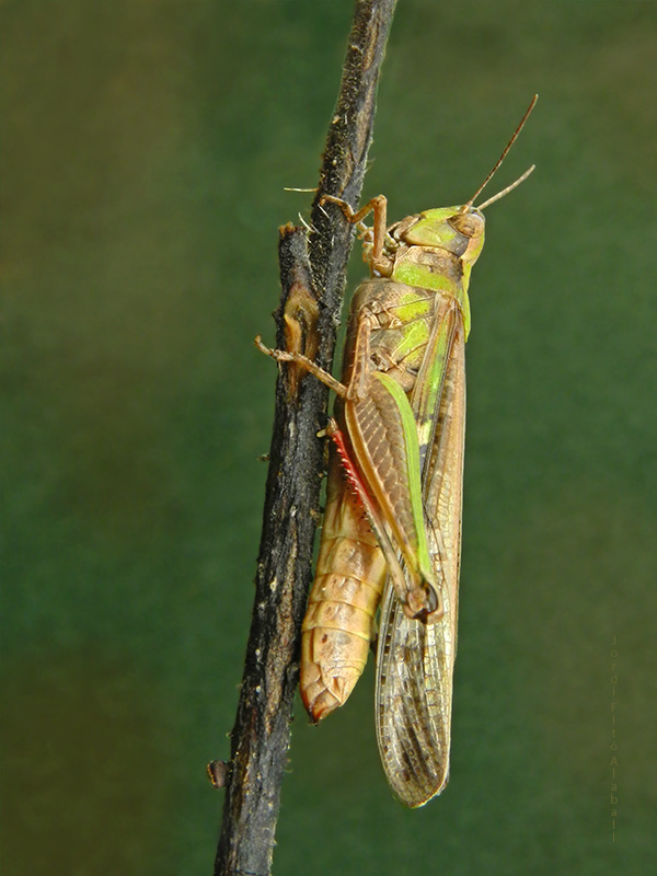 Locusta migratoria